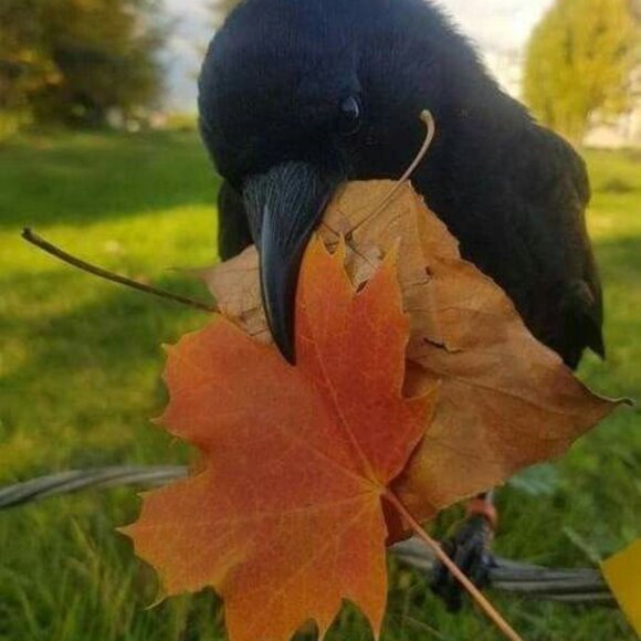 Corvidae Sterling Silver Bracelet - Picture 2 of 13